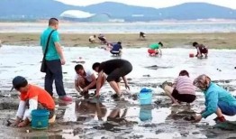 海南赶海爆料网站大全最新,探索海滩的秘密宝藏